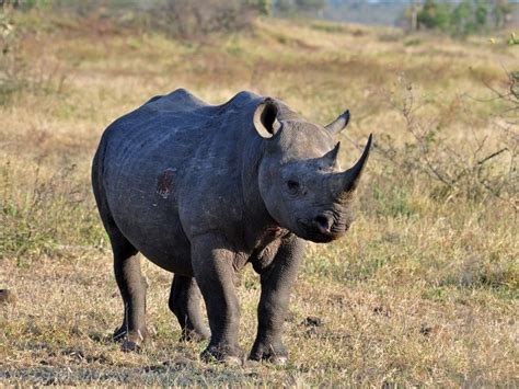  Bloemfontein Zoo: En Djupdykning i Afrikas Vilda Liv