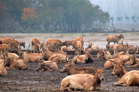  Dafeng Milu Park! En plats för fascinerande fauna och historiska artefakter!