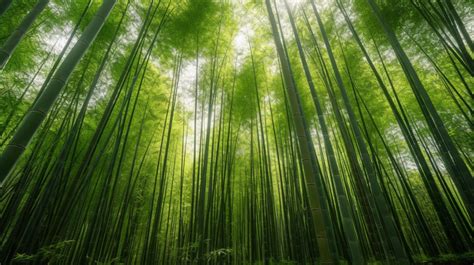  Lush Green Bamboo Forest Enchants Visitors Seeking Tranquility!