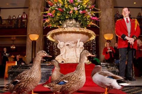  The Peabody Ducks: Enchanting Waddlers and an Unforgettable Memphis Tradition!