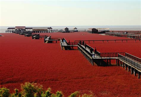 Den röda havsidan! En naturupplevelse utöver det vanliga i Panjin