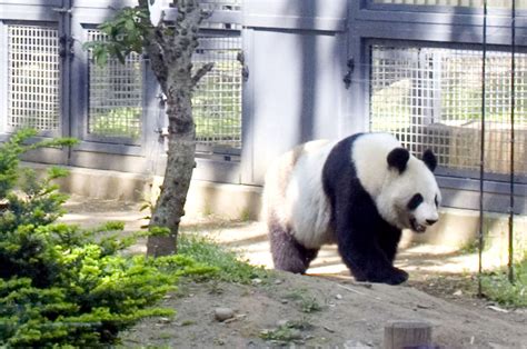 上野動物園 所要時間 〜時間の概念を超えた動物たちの世界〜